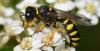 330006 – Photo : Christian Berquer – France (50)